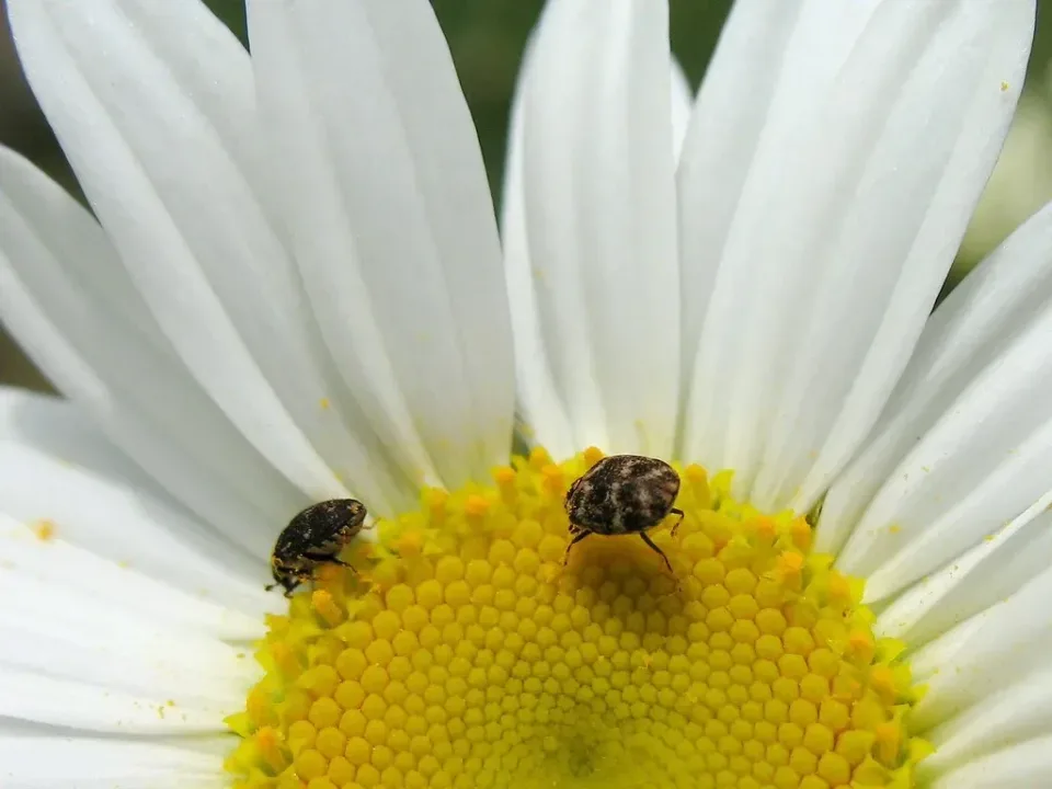 Daisy Flower — Pest Control Daisy Flower — Pest Control