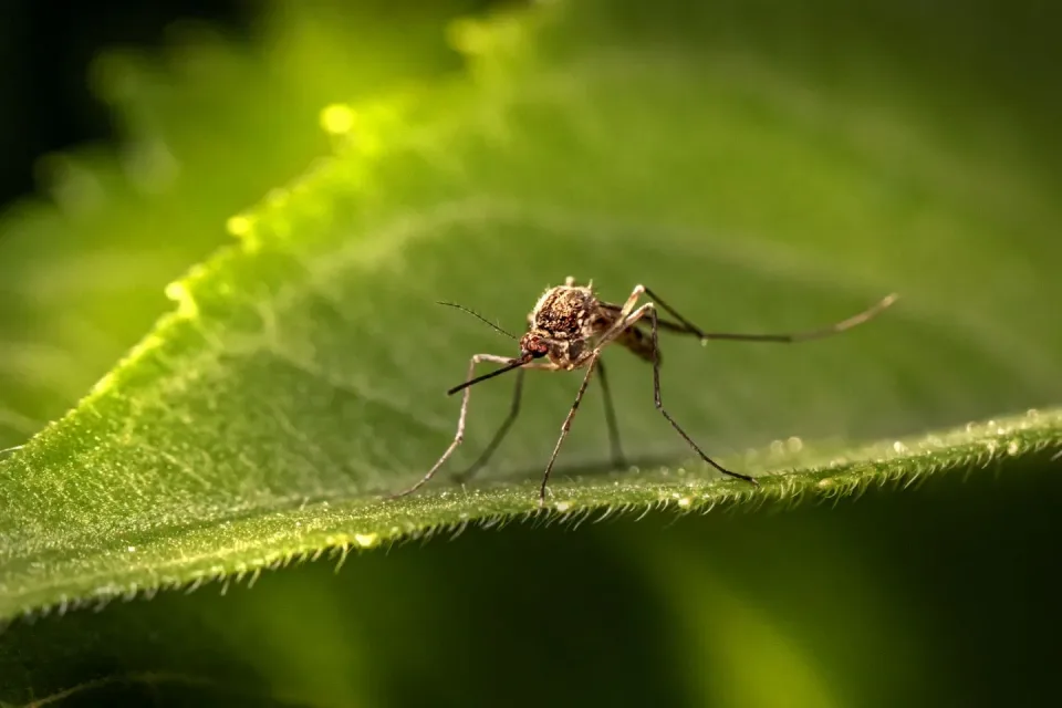 Mosquito — Pest Control Mosquito — Pest Control