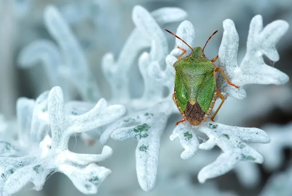 Stink Bug — Pest Control Stink Bug — Pest Control